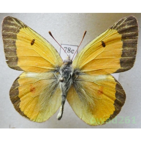 Colias chrysotheme (Esper, 1781) male Hungaria78e